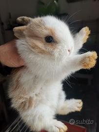 Coniglio testa di leone nana