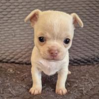 Cuccioli Chihuahua