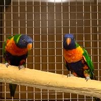 Coppie lori rioroduttive