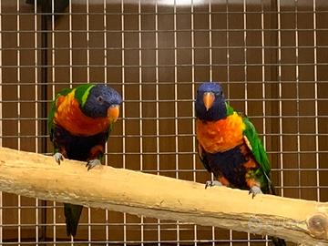 Coppie lori rioroduttive