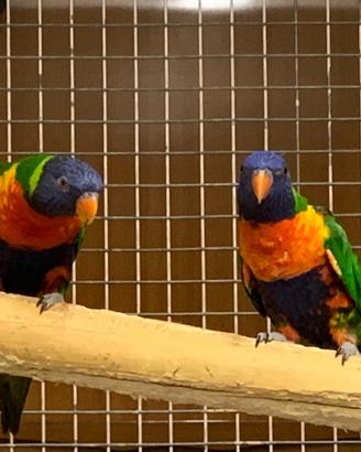 Coppie lori rioroduttive