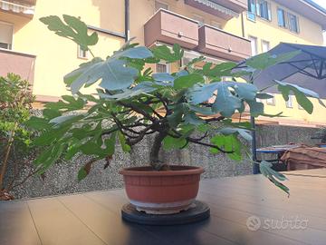 Bonsai di fico