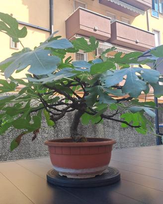 Bonsai di fico