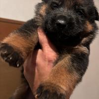 Pastore Tedesco cuccioli disponibili