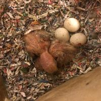 Pulli pappagalli inseparabili