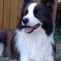 Border collie cuccioli