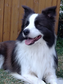 Border collie cuccioli