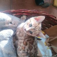 2 gattine bengala con pedegree anche for breading