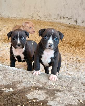 Cuccioli american Pitbull