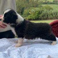 Border Collie Cuccioli ALTA GENEALOGIA