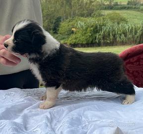 Border Collie Cuccioli ALTA GENEALOGIA