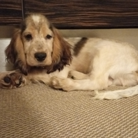 Cucciolo di coker spaniel