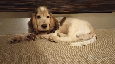 Cucciolo di coker spaniel