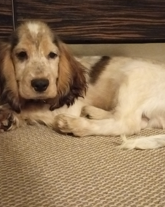 Cucciolo di coker spaniel dolcissimo
