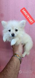 SPITZ TEDESCO PICCOLO completamente vaccinate