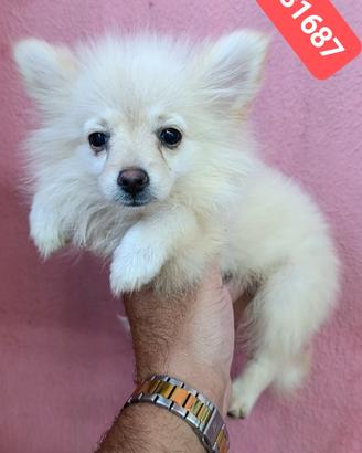 SPITZ TEDESCO PICCOLO completamente vaccinate