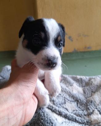 Cuccioli di Jack Russell