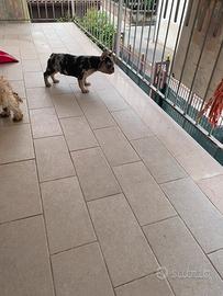 Bulldog francese