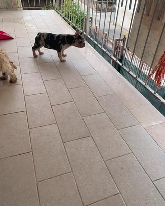 Bulldog francese
