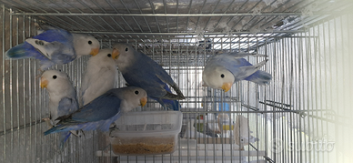 Inseparabili roseicollis