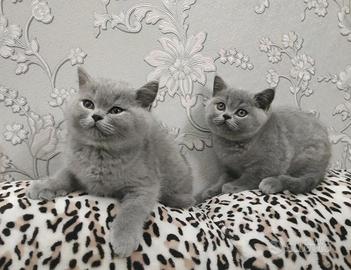 British Shorthair