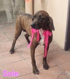 Sole segugio femmina