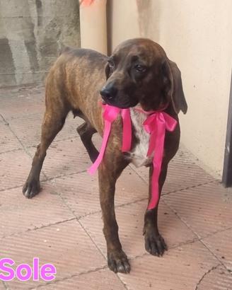 Sole segugio femmina