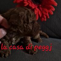 Ultima barboncina red