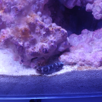 Pesce marino bavosetta bicolor