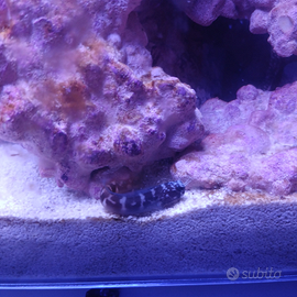 Pesce marino bavosetta bicolor