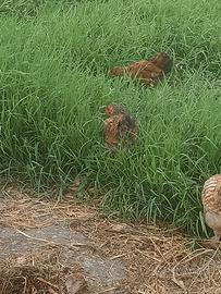 A Cavarzere gallinelle e galletti nani