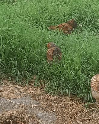 A Cavarzere gallinelle e galletti nani