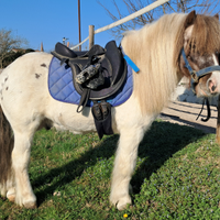 Mini pony intero