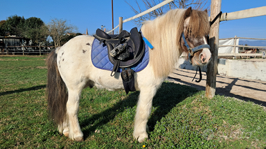 Mini pony intero