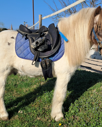 Mini pony intero