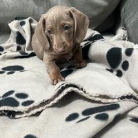 Bassotto maschio color Isabella