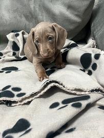 Bassotto maschio color Isabella