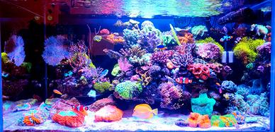 Coralli acquario marino