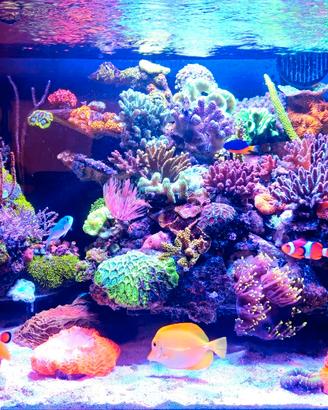Coralli acquario marino