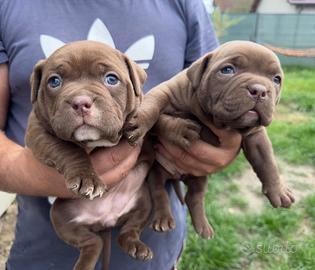 American bully pocket