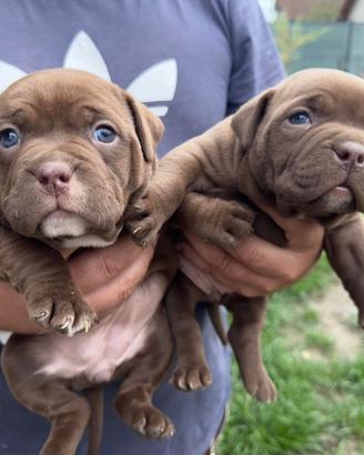 American bully pocket