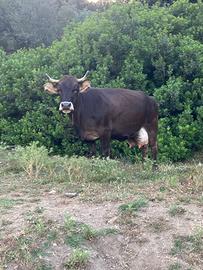 Mucca e vitello