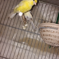 Canarini Spagnoletti coppia