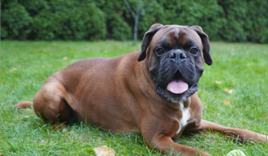 Boxer per accoppiamento