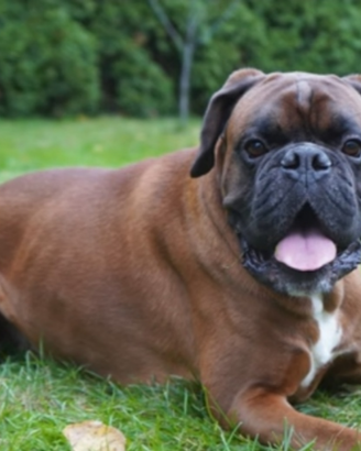 Boxer per accoppiamento