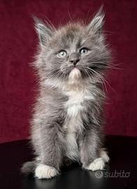 Cuccioli maine coon