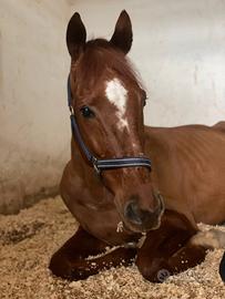 Cavallo