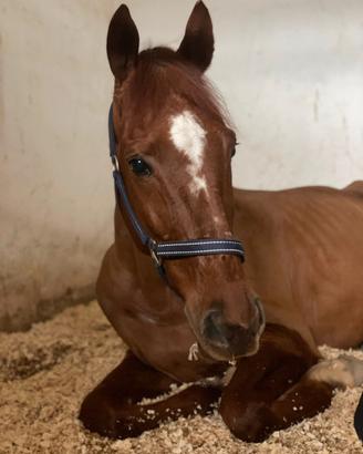 Cavallo