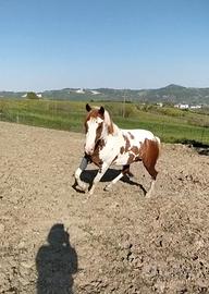 Cavallo da reining
