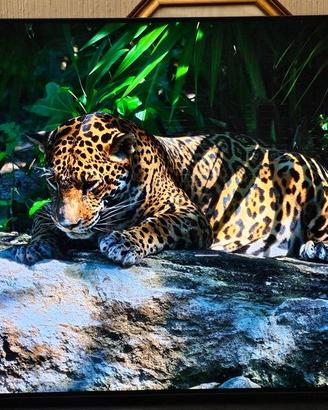 LG OLED 4K 65CX6LA 65 Pollici